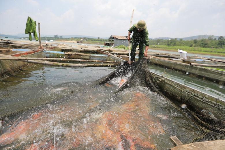 Nhiều hộ dân trên địa bàn huyện Di Linh có thu nhập ổn định nhờ nuôi cá trong lồng, bè