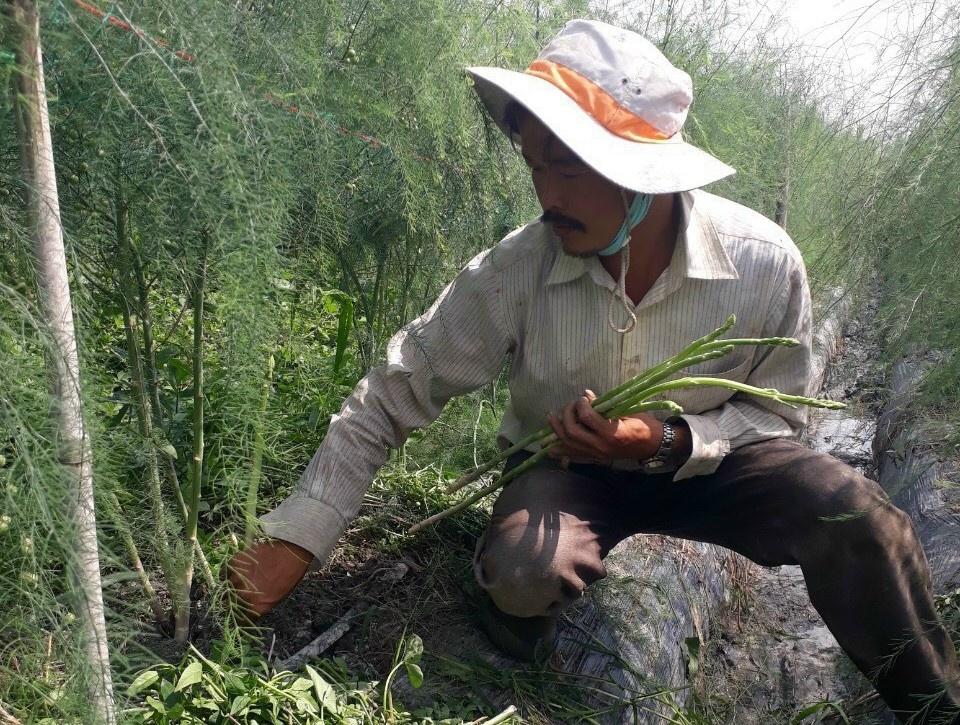 Anh Bo thu hoạch măng tây xanh, một loại được mệnh danh “rau hoàng đế” với dinh dưỡng cao. Ảnh: Duy Tân