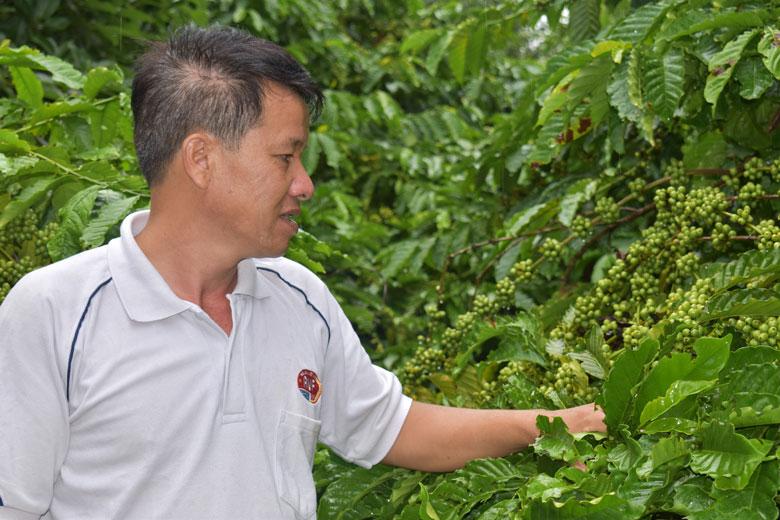 Địa bàn huyện Di Linh và huyện Bảo Lâm có trên 10.000 ha chuyên canh cà phê ghép cho năng suất từ 4 tấn nhân/ha trở lên