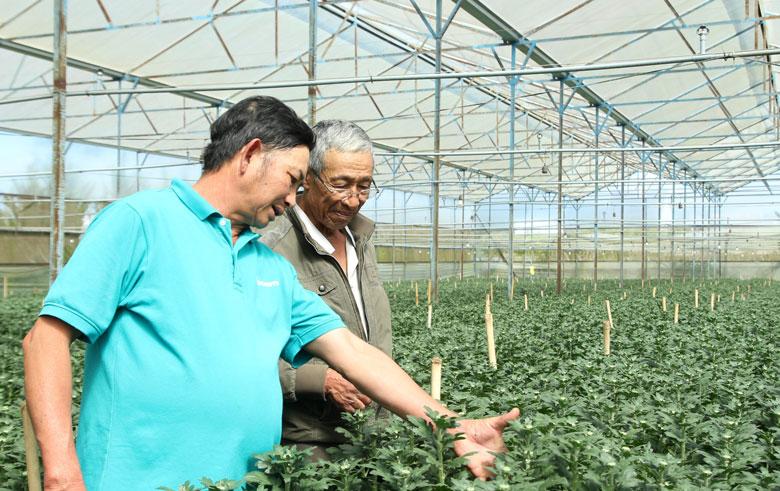 Người dân Thôn Nghĩa Hiệp 2 áp dụng trồng hoa trong nhà kính, nhà lưới nhằm tăng thu nhập cho gia đình