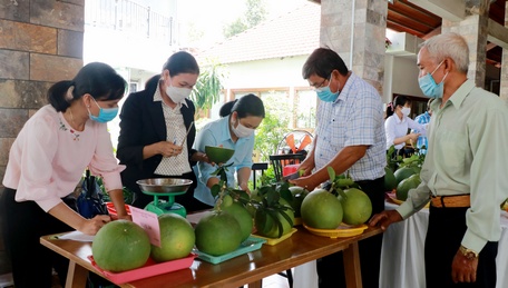 Hội thi là dịp để các nhà vườn trong tỉnh tham gia giao lưu, học hỏi kinh nghiệm sản xuất.