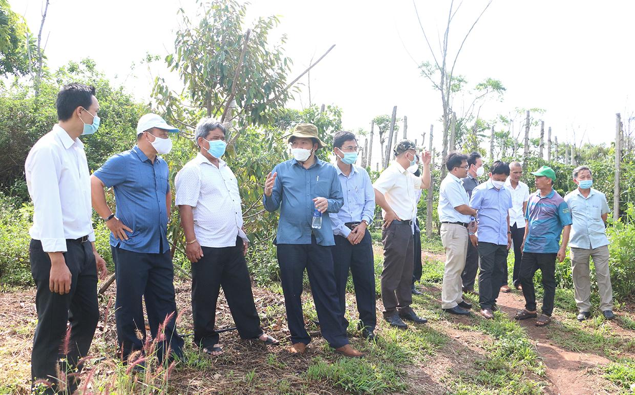 Đoàn giám sát đã đến tham quan vườn cây ăn quả của thành viên Hợp tác xã nông nghiệp và dịch vụ Nam Yang. Ảnh: Quang Tấn