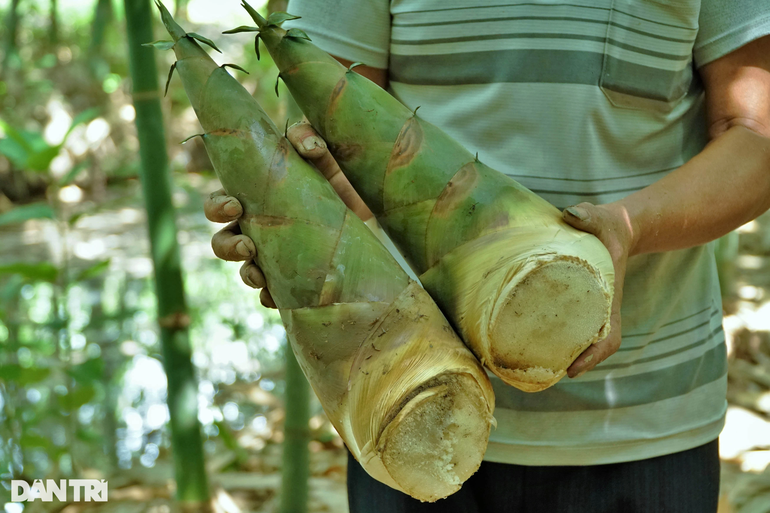 Măng tươi mùa nghịch giá rất cao, dao động từ 35.000 đến 40.000 đồng/kg (Ảnh: Bảo Kỳ).