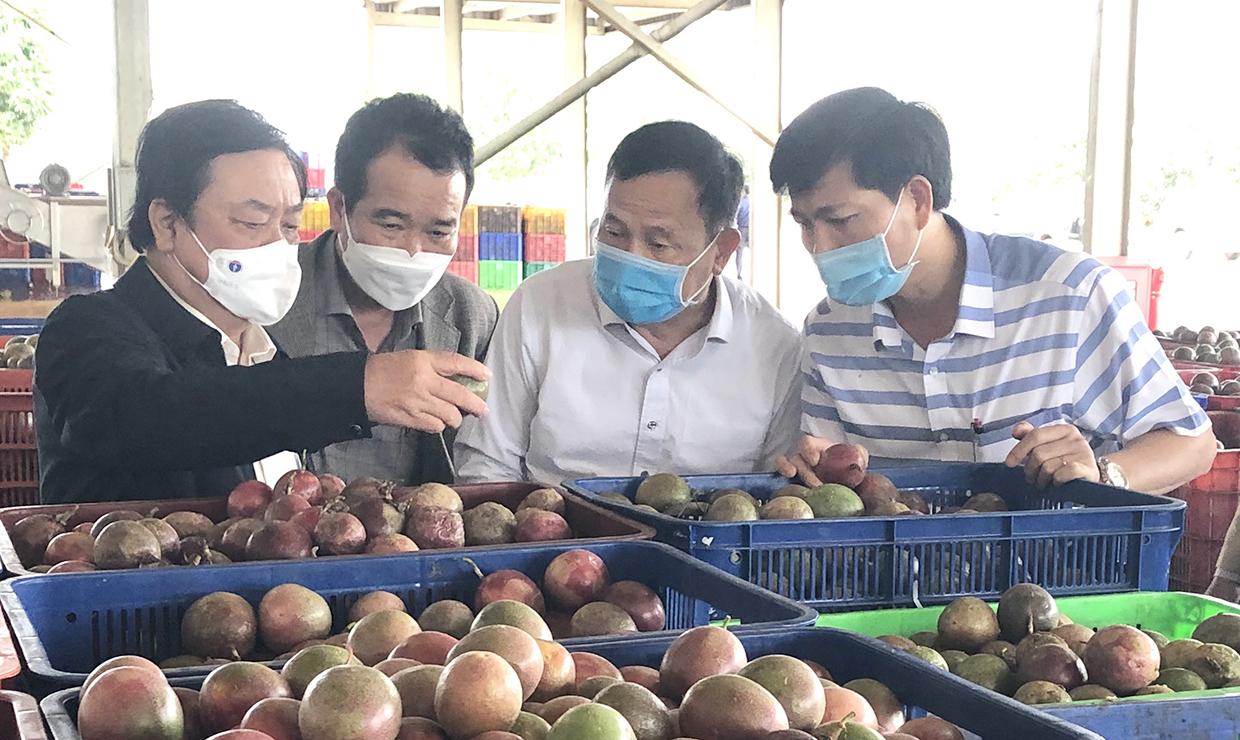Bộ trưởng Bộ Nông nghiệp và PTNT (bìa trái) kiểm tra chanh leo tại nhà máy chế biến của Công ty TNHH MTV  Xuất nhập khẩu rau quả DOVECO Gia Lai.