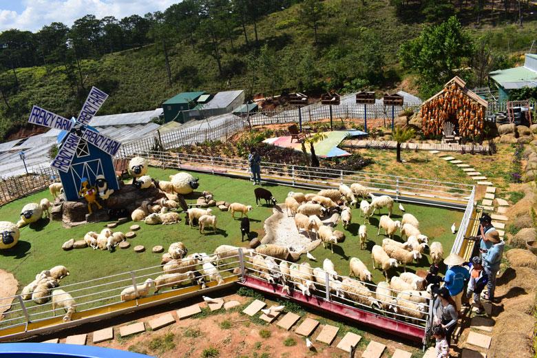 Du khách thân thiện với đàn cừu Canada và Úc được thuần dưỡng tại Frenzy Farm Măng Lin, Đà Lạt