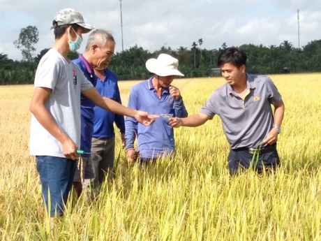 Nhiều mô hình liên kết bao tiêu sản phẩm đã giúp nông dân giải quyết được bài toán đầu ra.