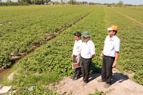 Theo ngành nông nghiệp, tham gia HTX chính là giải pháp đầu tiên trong các giải pháp để cơ cấu lại nền nông nghiệp.