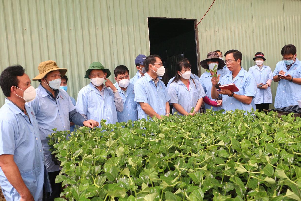 Khảo sát tại Viên nghiên cứu và sản xuất giống cây trồng công nghệ cao thuộc Công ty cổ phần Nafoods Tây Nguyên. Ảnh: Quang Tấn