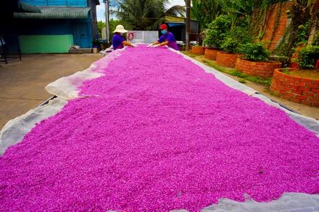 Gạo tím Rồng Vàng là sản phẩm đầy triển vọng đang dần chiếm được lòng tin của nhiều khách hàng.