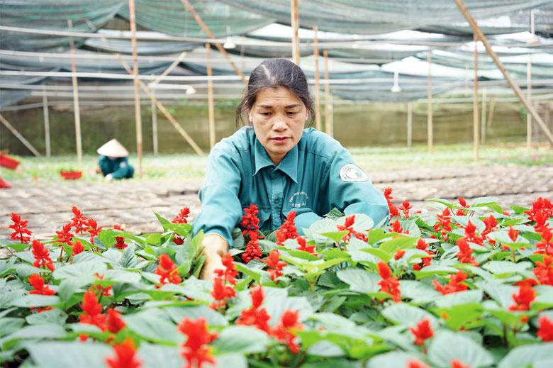 Chiến sĩ thi đua cấp tỉnh Sỹ Thị Đào