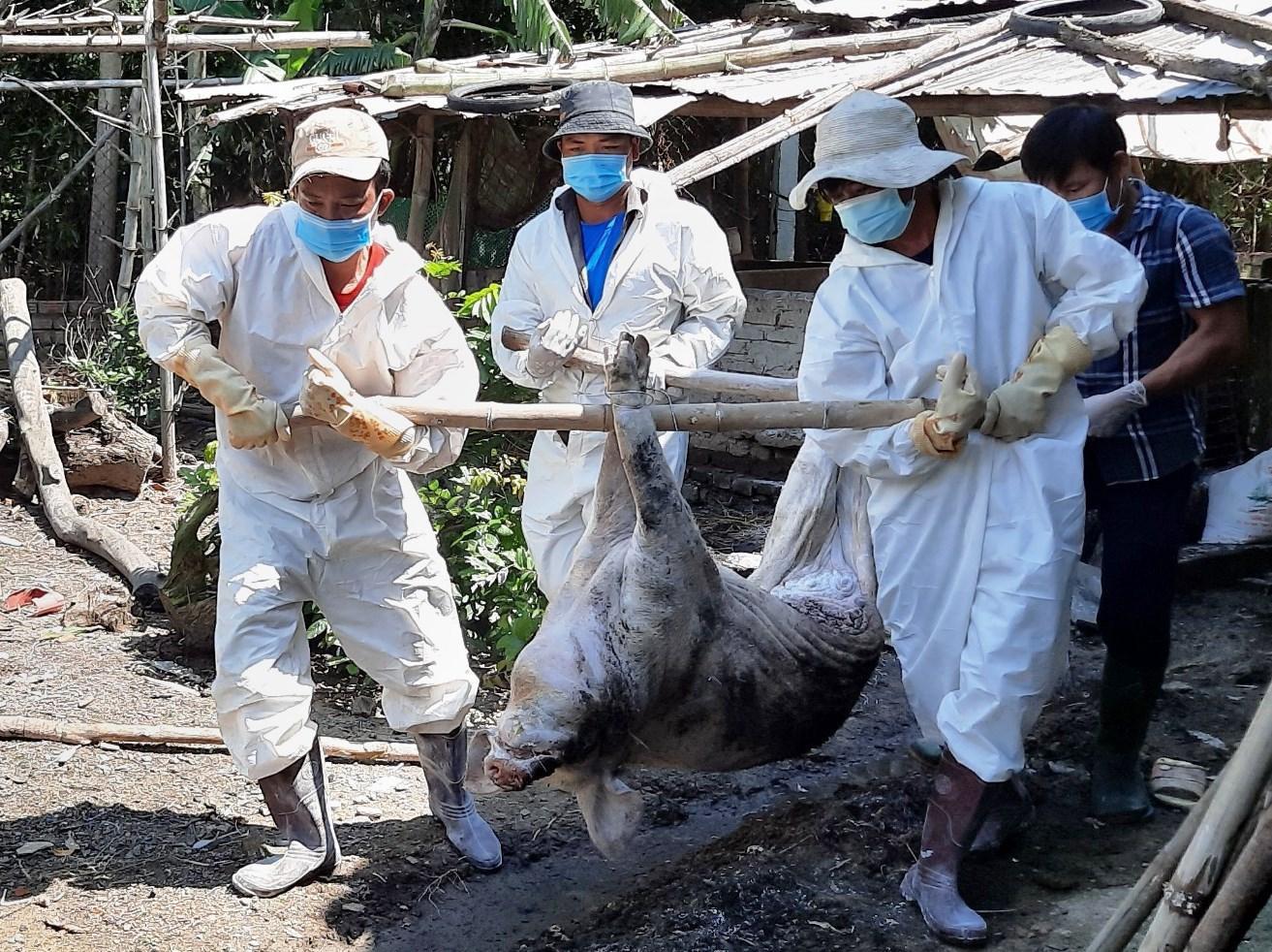 Việt Nam công bố sản xuất thành công vắc xin dịch tả lợn châu Phi. Ảnh: Thanh Niên