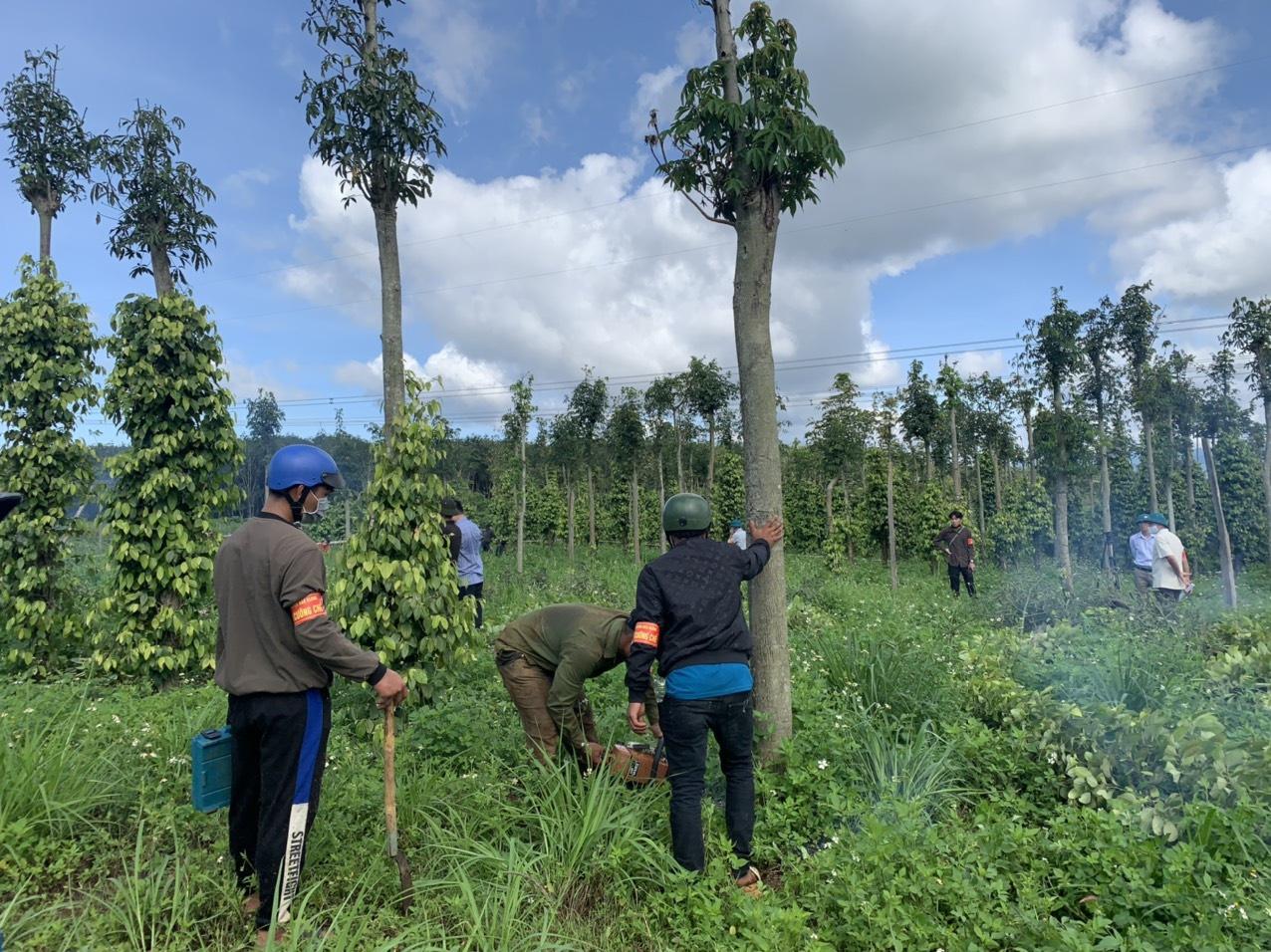 Lực lượng chức năng cưa hạ cây do người dân trồng trên đất bị lấn chiếm.  Ảnh: Thanh Quân