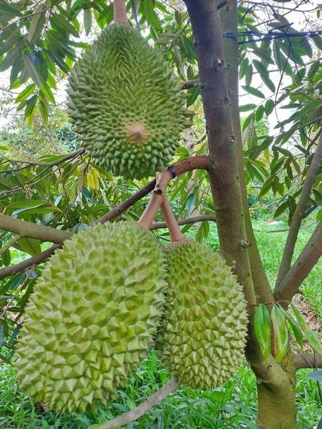 Sầu riêng musang king.