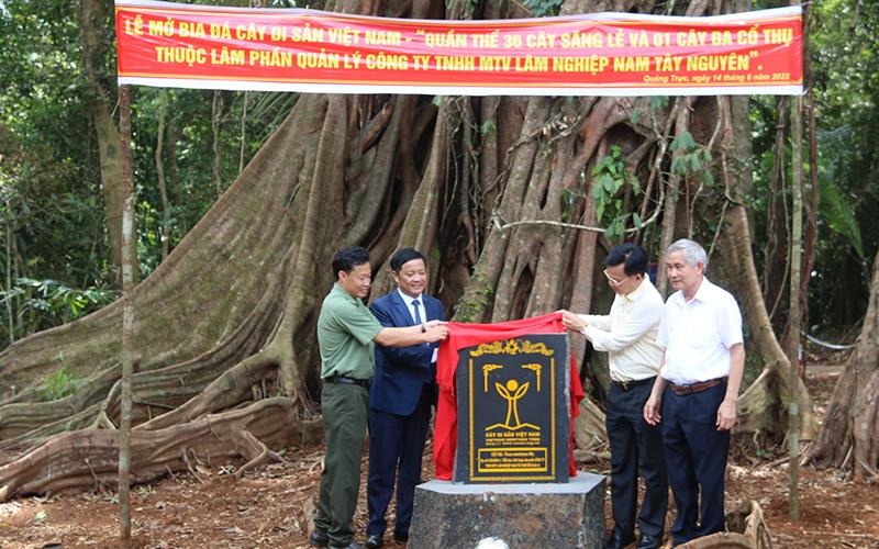 Các đại biểu tham dự thực hiện nghi lễ mở Bia đá Cây di sản Việt Nam đối với quần thể Cây di sản Việt Nam được đón Bằng công nhận.