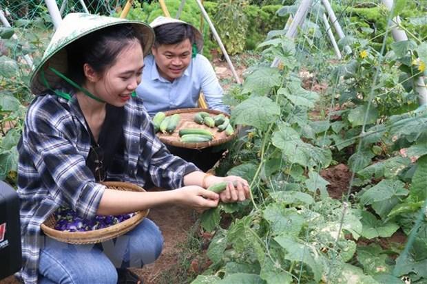 Du khách trải nghiệm du lịch nông trại miệt vườn tại Bến Tre. Ảnh: Huỳnh Phúc Hậu/TTXVN