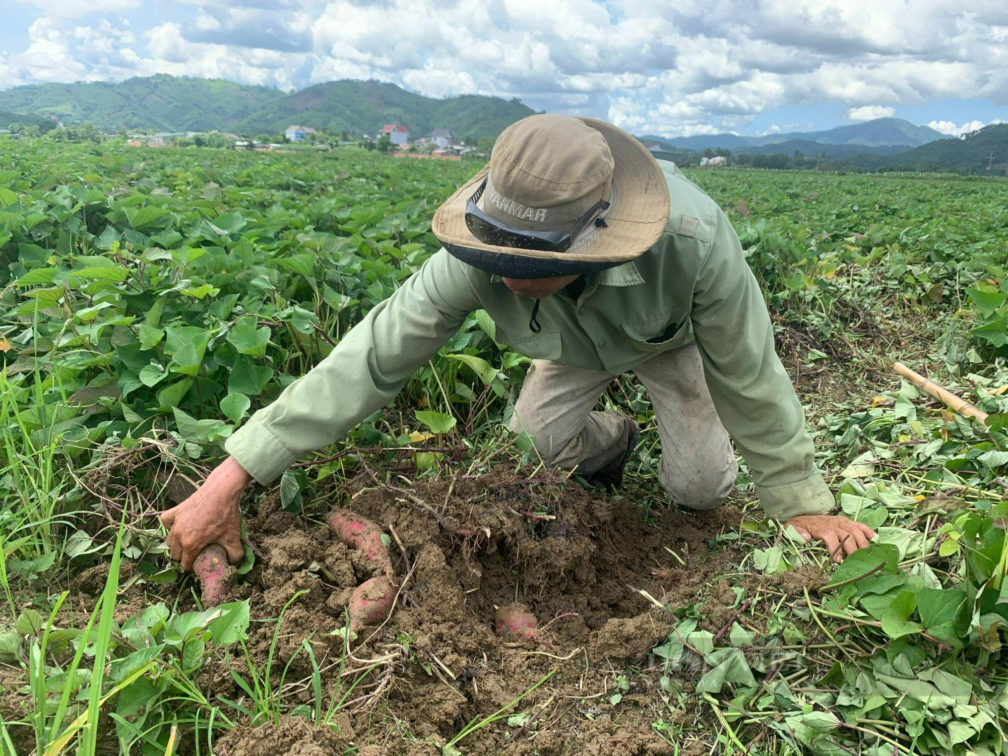 Theo nhiều nông dân, nếu bỏ ruộng khoai thì sẽ đỡ bị lỗ hơn vì nếu thuê người thu hoạch thì phải tốn thêm một khoản chi phí. Ảnh: Duy Hậu