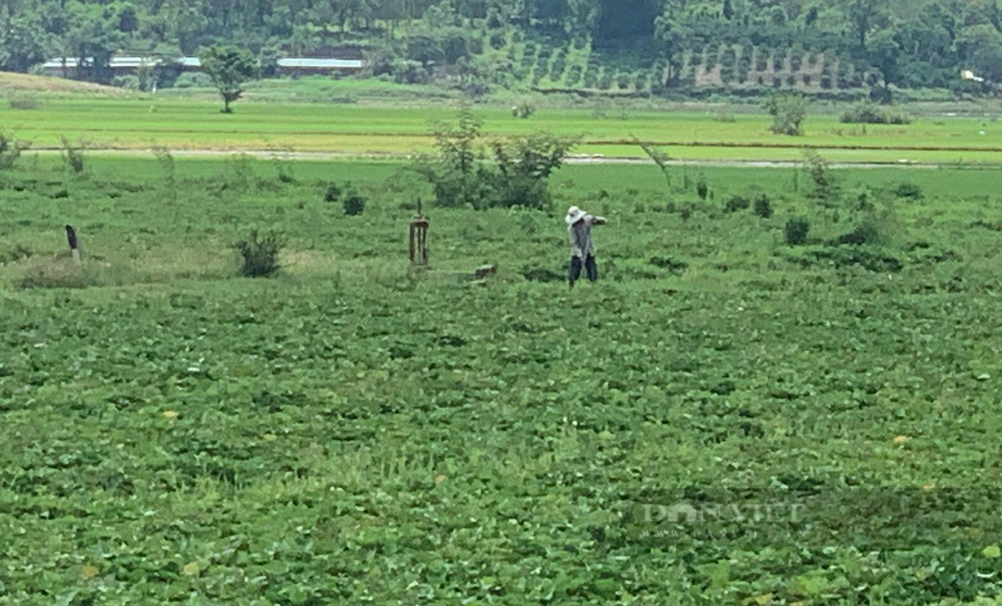 Hàng trăm ha khoai tại huyện Lắk đã quá lứa nhưng không thể bán được. Ảnh: Duy Hậu