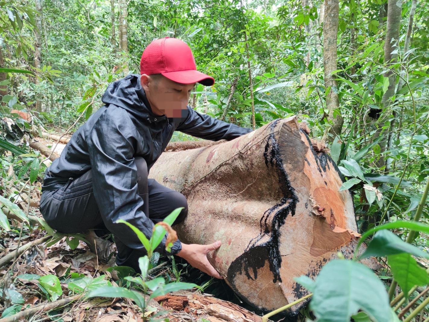 Một vụ phá rừng tại H.Mang Yang, Gia Lai. Ảnh: Trần Hiếu
