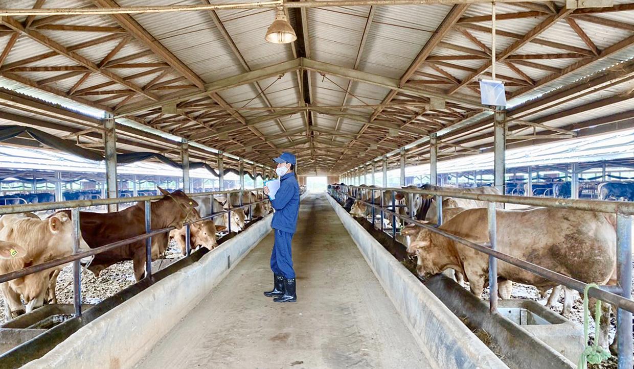 Dự án chăn nuôi bò của Công ty TNHH một thành viên 74 (Binh đoàn 15) tại huyện Đức Cơ. Ảnh: Hà Duy