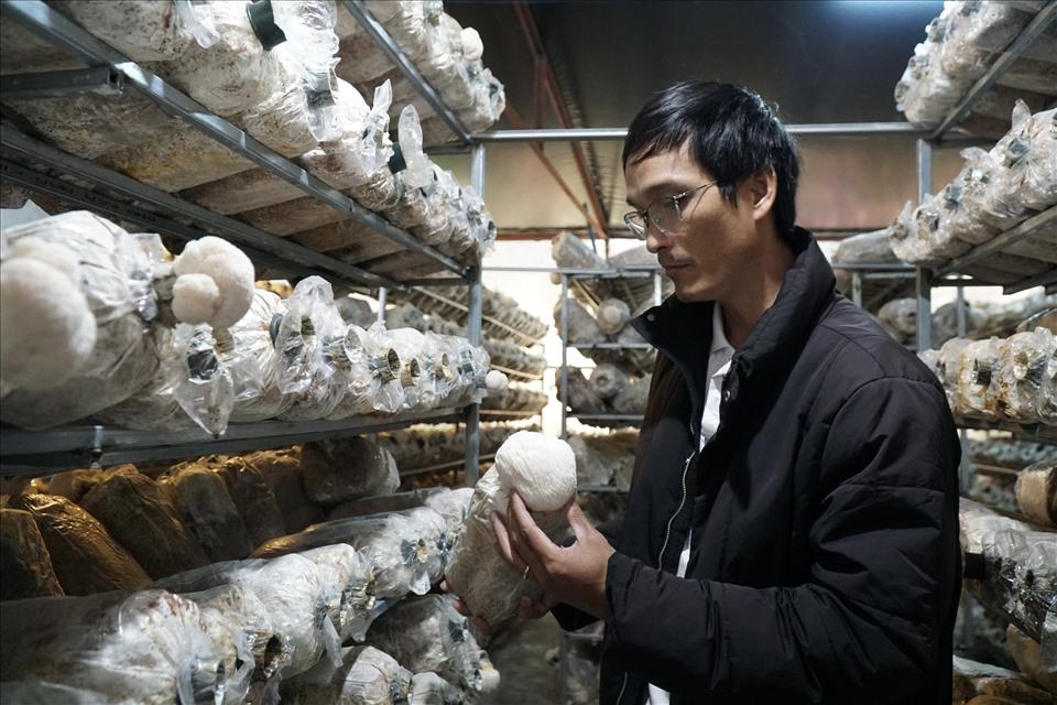 Nấm được trồng theo kiểu gối vụ để không làm đứt gãy nguồn cung nấm mỗi ngày.