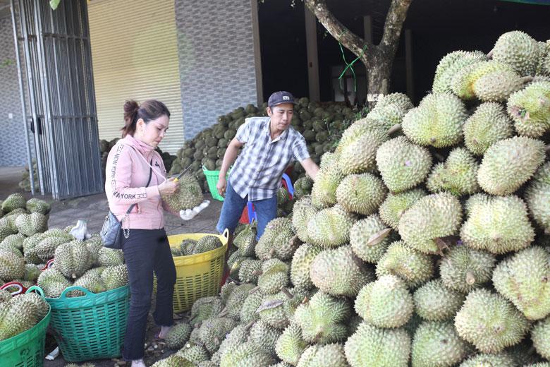 Các doanh nghiệp đẩy mạnh việc thu mua sầu riêng tươi để tách múi trữ đông, phục vụ cho thị trường xuất khẩu