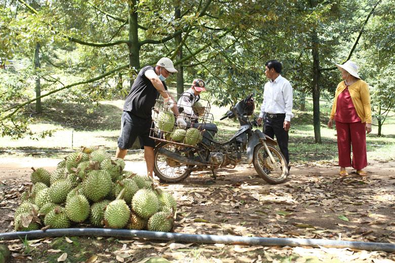 Dịch Covid-19 được kiểm soát, thương lái từ khắp nơi có thể vào tận vườn để tự do mua bán, mặc cả