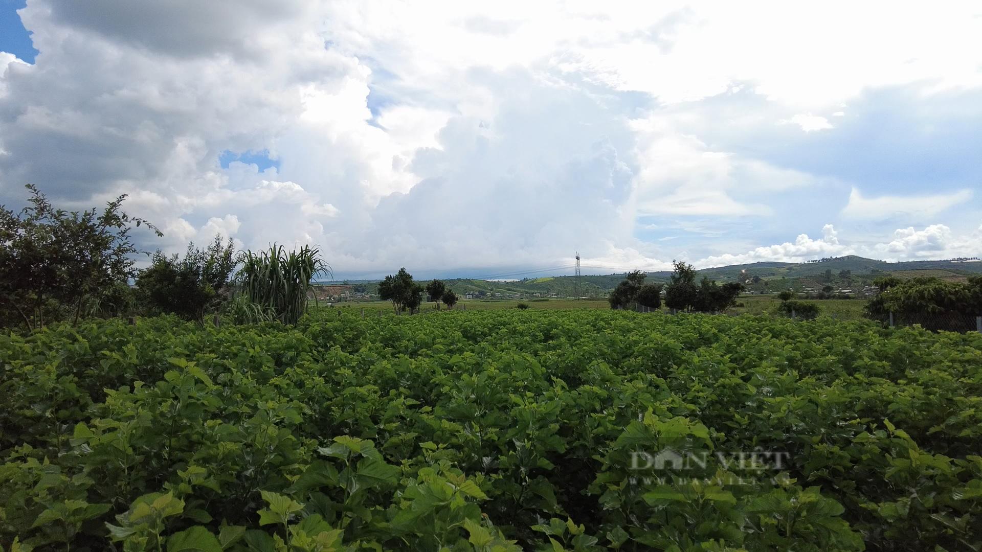 Nhiều diện tích trồng lúa đã được người dân xã Tân Văn, huyện Lâm Hà chuyển đổi qua trồng dâu, nuôi tằm. Ảnh: Văn Long