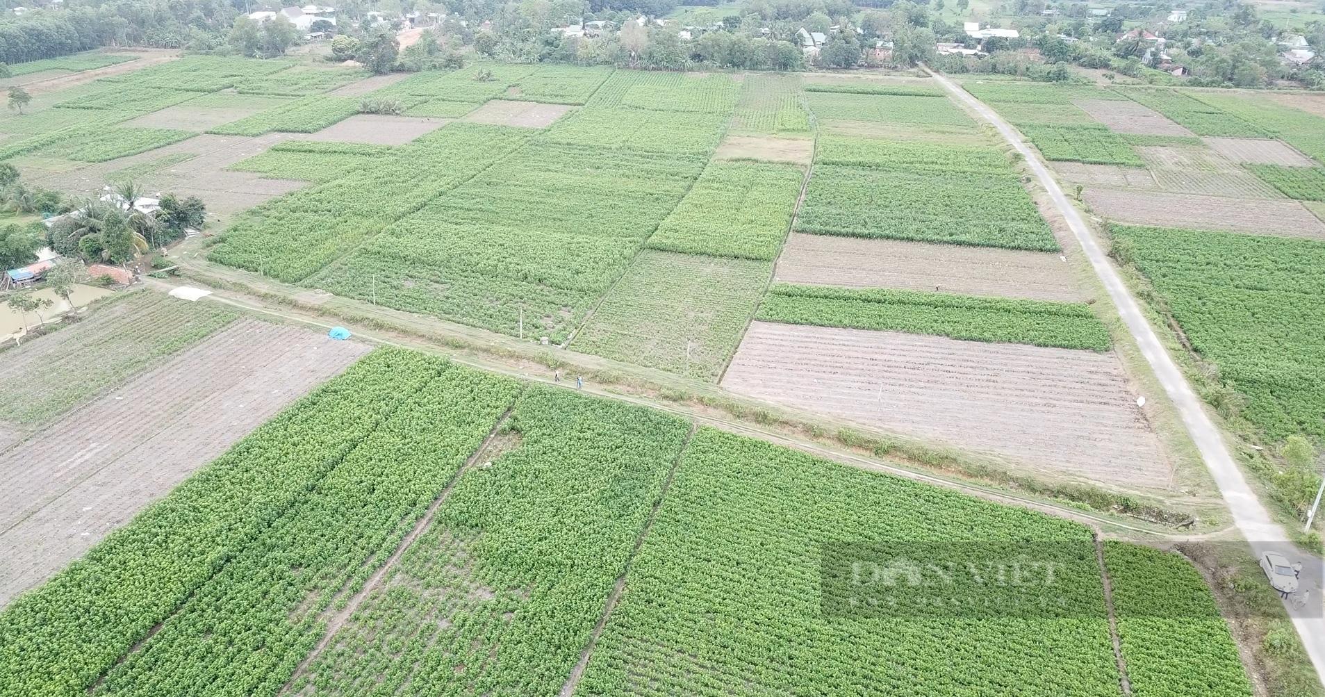 Nghề trồng dâu, nuôi tằm đang mang lại giá trị kinh tế cao cho người dân tại tỉnh Lâm Đồng. Ảnh: Văn Long