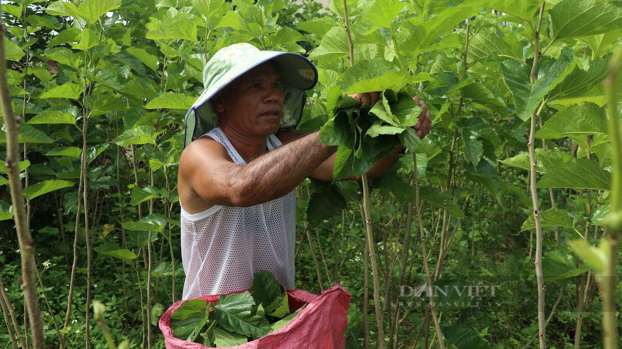 Ông K' Breo hái dâu, nuôi tằm tại vườn trên diện tích đất chuyển từ đất trồng lúa. Ảnh: Văn Long
