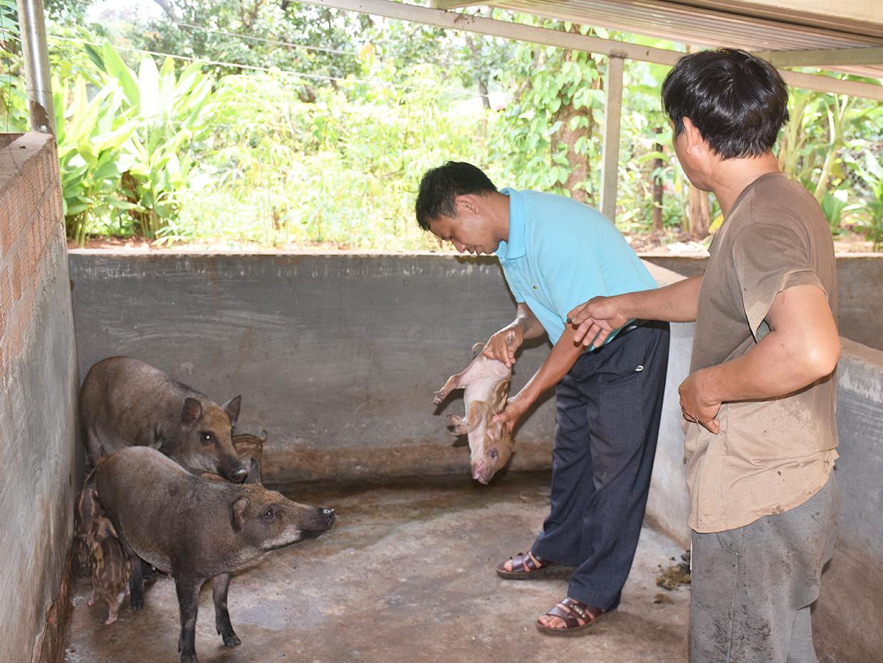 Cán bộ nông nghiệp huyện Đức Cơ thường xuyên đến các hộ chăn nuôi kiểm tra sức khỏe đàn lợn. Ảnh: Mai Ka