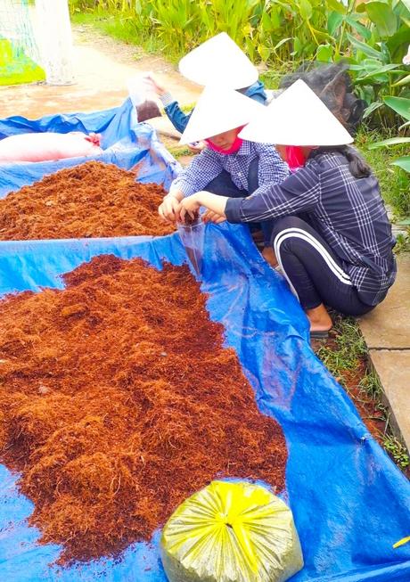 Phân hữu cơ được sản xuất từ mụn dừa- bã mía.