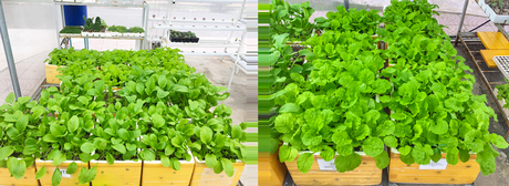 Thử nghiệm hiệu quả của phân hữu cơ vi sinh trên các loại rau.