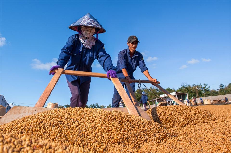 Đắk Lắk là thủ phủ của hạt cà phê. Ảnh: Phan Tuấn