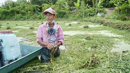 Anh Phan Hữu Biên cho biết, mỗi tháng nguồn thu nhập trung bình từ rau nhút hơn 50 triệu đồng.