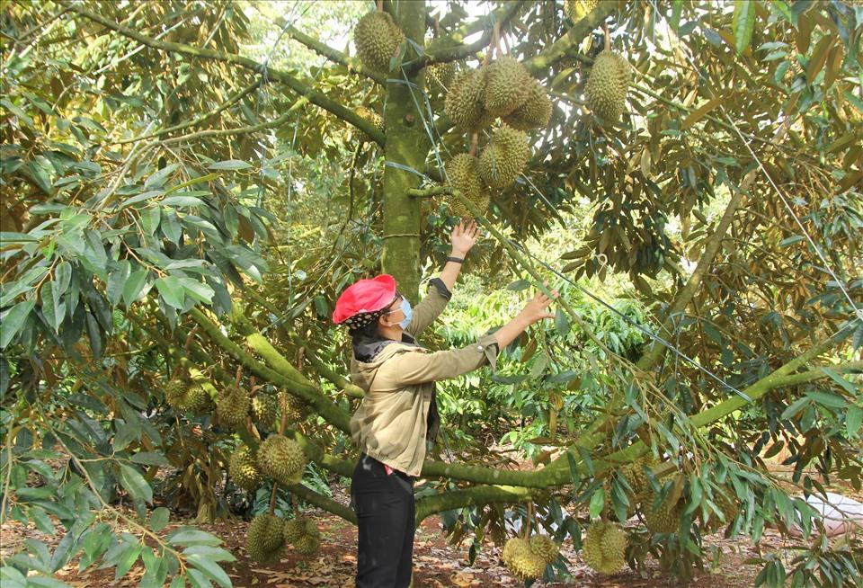 Nhiều nông sản ở Tây Nguyên như: Sầu riêng, bơ, mắc ca, điều... sau khi được cấp mã số vùng trồng sẽ rộng đường xuất ngoại theo con đường chính ngạch. Ảnh: Phan Tuấn