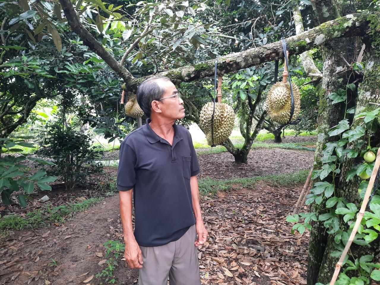 Ông Binh theo dõi quá trình phát triển của cây sầu riêng. Ảnh: H.L