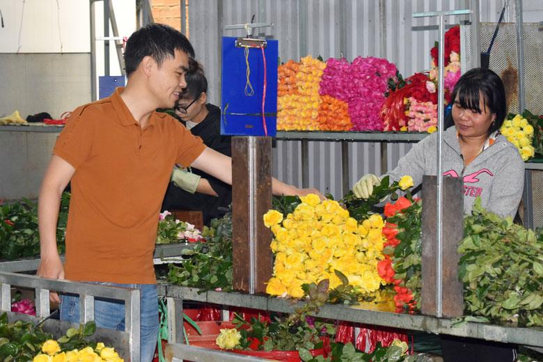 Hoa tươi “Quỳnh Phương Đà Lạt” thu hoạch, sơ chế, đóng gói và đưa ra thị trường tiêu thụ trong ngày