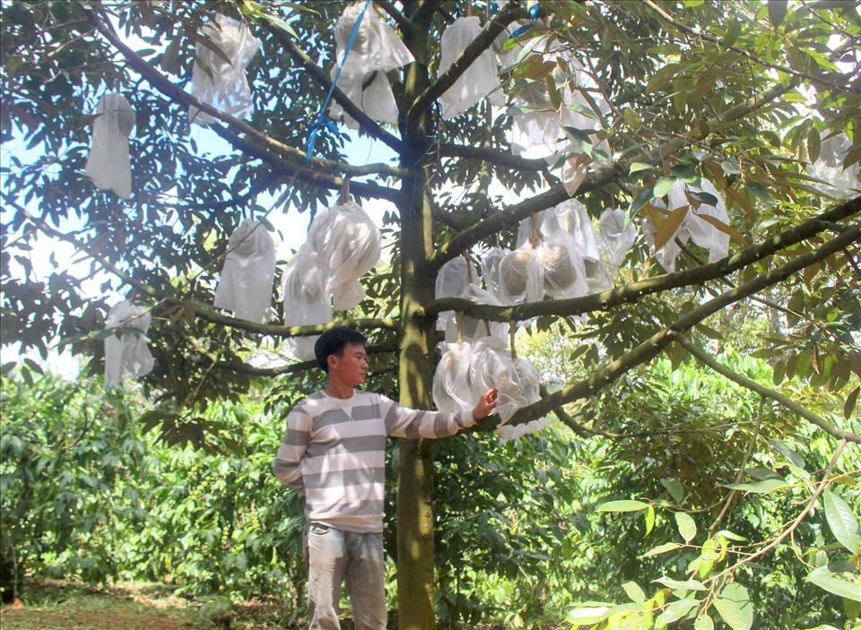 Chẳng những có giá trị cao mà cây sầu riêng vào giai đoạn thu hoạch cũng cho sản lượng 4-5 tạ/cây. (Ảnh: Bảo Lâm)