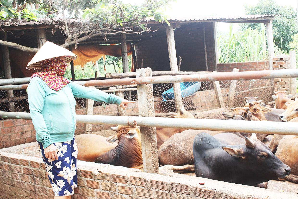 Bà Trần Thị Thái (làng Hrãk, xã Đak Djrăng, huyện Mang Yang) cho biết, bò hơi không chỉ giảm giá mà còn khó bán. Ảnh: Nguyễn Diệp