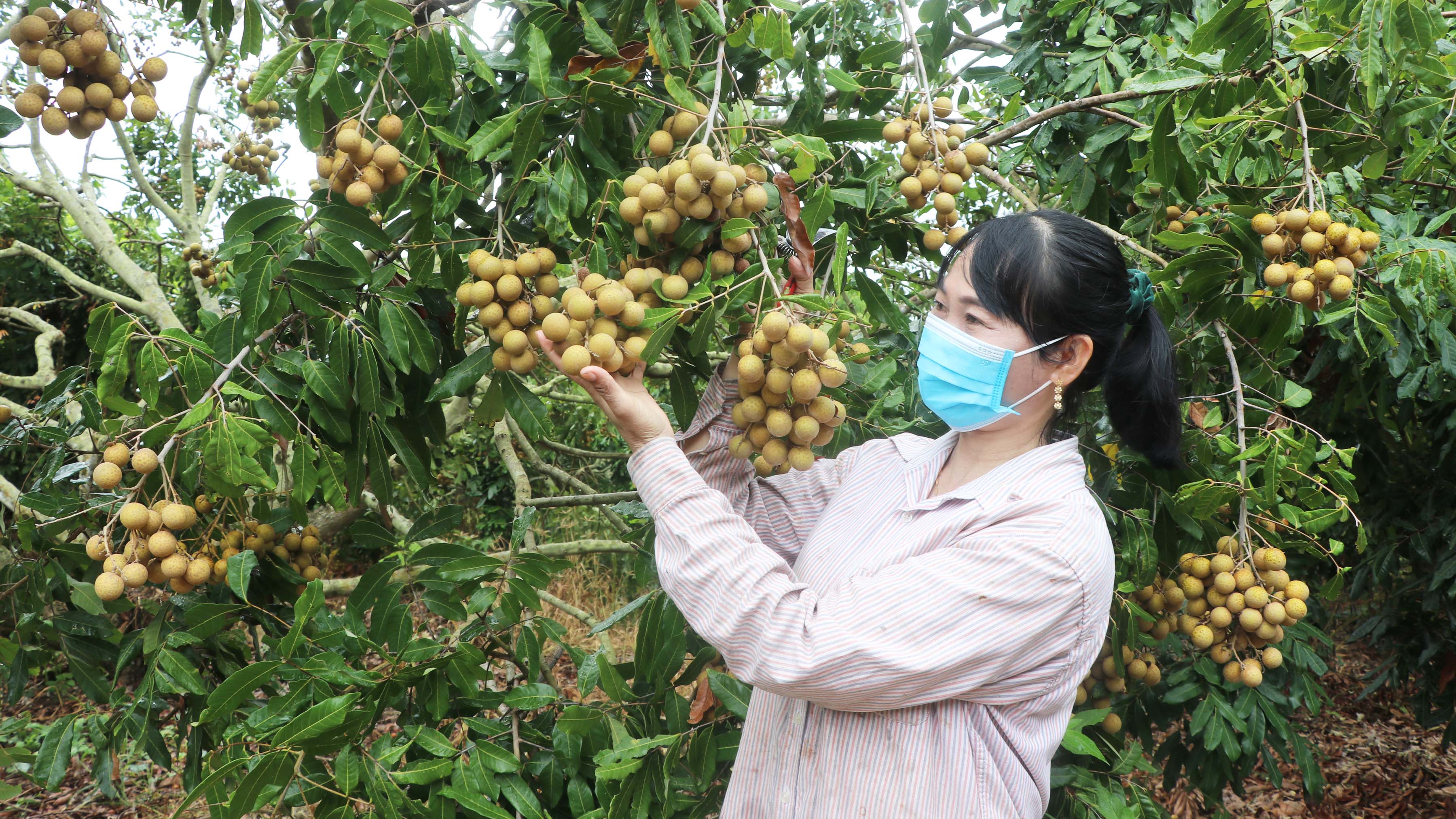 Vườn nhãn của gia đình chị Phạm Thị Phương mỗi năm cho thu nhập 600 triệu đồng. Ảnh: Phạm Ngọc