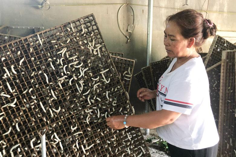 Chị K’Ớt, một nông dân Ryông Srê đang kiểm tra tằm lên né