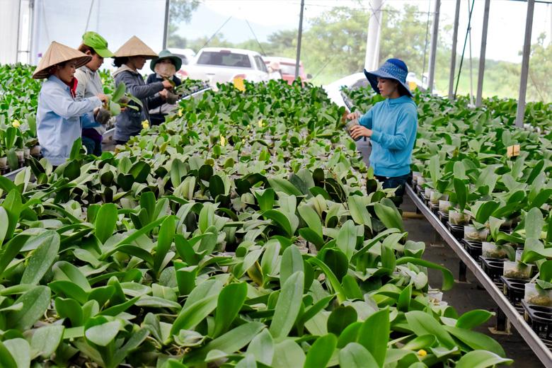 Trang trại lan hồ điệp của ông Phan Thanh Sang giải quyết việc làm thường xuyên cho 50 lao động xã Lâm Sơn, huyện Ninh Sơn, tỉnh Ninh Thuận