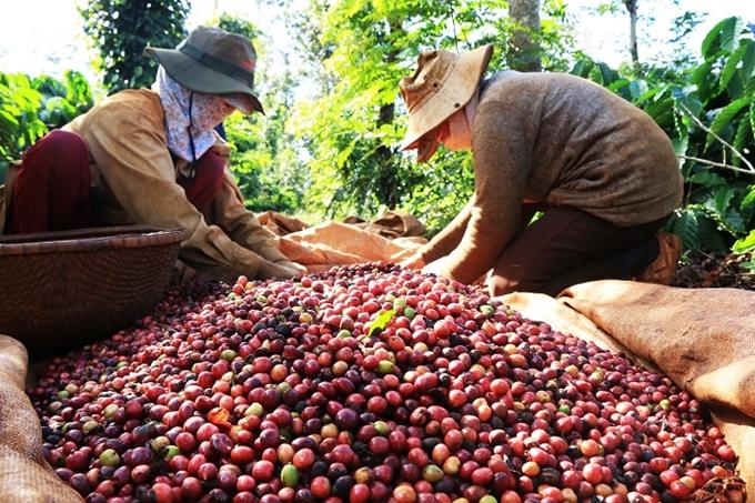 Gia Lai là có nền sản xuất cà phê đang chuyển dần từ trạng thái nông nghiệp cảm tính trở thành sản xuất nông nghiệp bền vững.