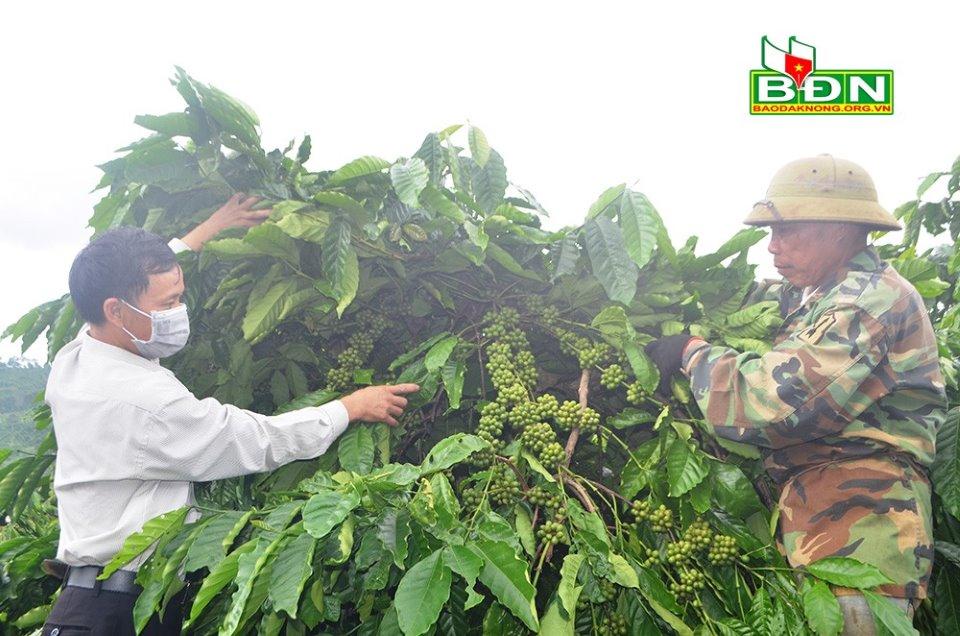 Cà phê dây của người dân xã Thuận An (huyện Đắk Mil, tỉnh Đắk Nông) đạt năng suất 6-8 tấn/ha