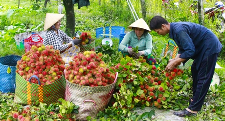 Chôm chôm nghịch mùa giá cao, nông dân phấn khởi.