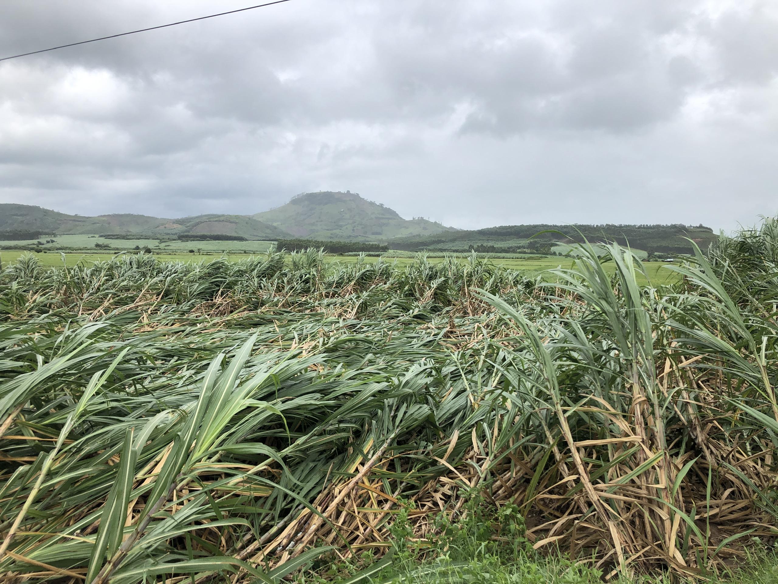 Nhiều diện tích mía ở huyện Kbang bị đổ rạp. Ảnh: Ngọc MInh