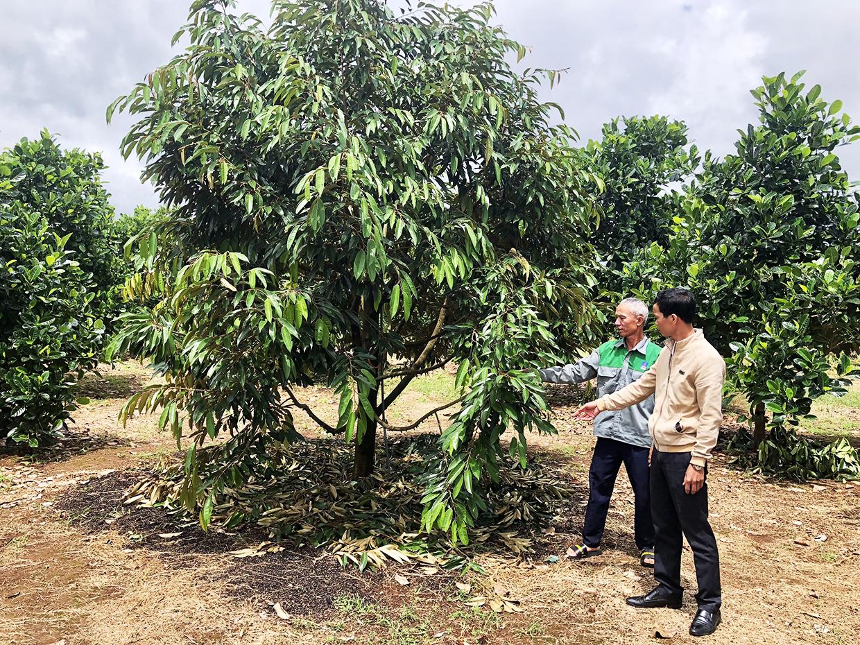 Các hội viên Nông hội trồng cây ăn quả thôn Thanh Bình (xã Ia Bă, huyện Ia Grai) chia sẻ kinh nghiệm chăm sóc sầu riêng. Ảnh: Lê Nam