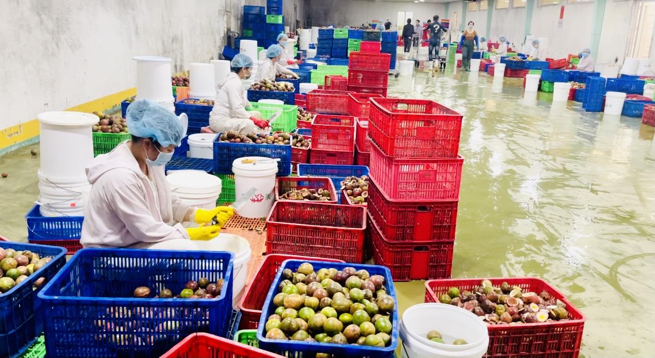 Chanh dây là một trong những mặt hàng xuất khẩu rất có tiềm năng . Ảnh: Vũ Thảo