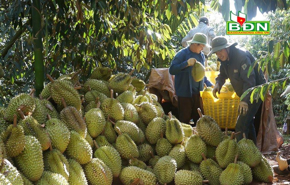 Sầu riêng được thương lái tới vườn thu mua