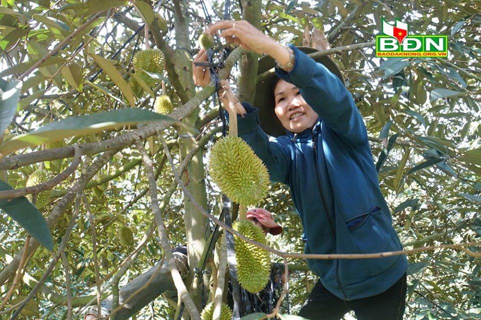 Nông dân Đắk Nông đang nỗ lực để được cấp mã vùng trồng sầu riêng